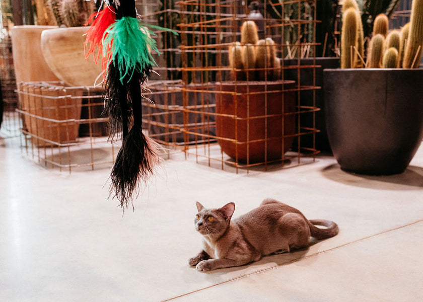 Ostrich Feather Accessory